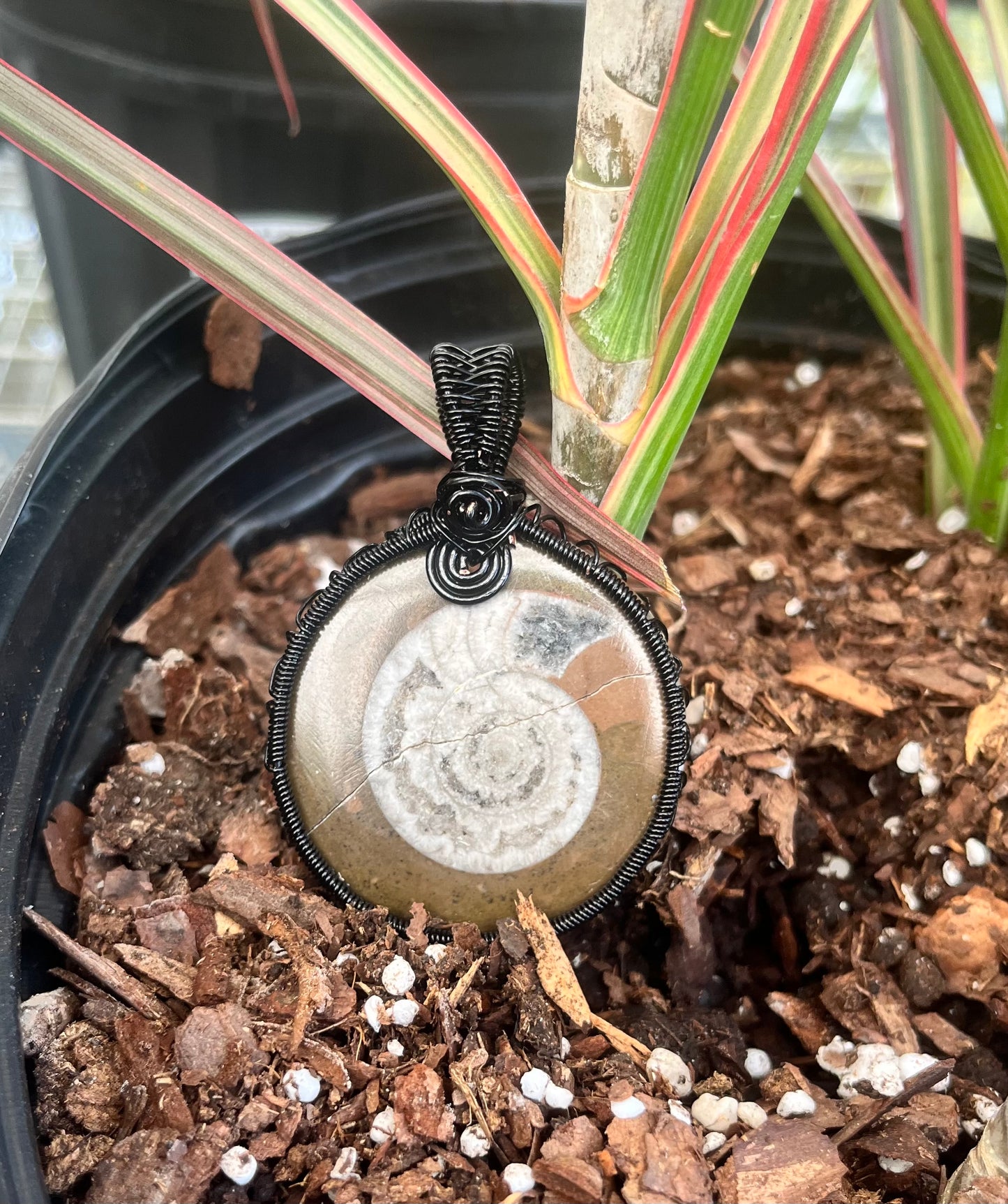 Ammonite Fossil Pendant – Black Wire Wrapped – Ancient Spiral Fossil Jewelry – Grounding Earth Energy Necklace